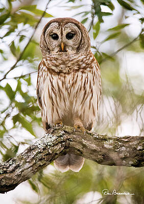 Wildlife Photograph - Barred Owl 6819 by Dan Beauvais