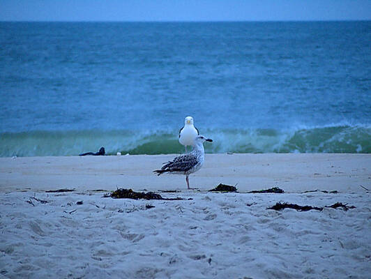 Card Wall Art featuring the photograph Beach Birds by Robert Newman