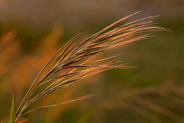 Nature Wall Art featuring the photograph Beach Grass by Mary Jo Allen