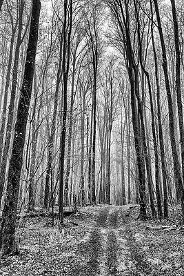 Pennsylvania Wall Art featuring the photograph Beaten Path by Todd Wilkinson