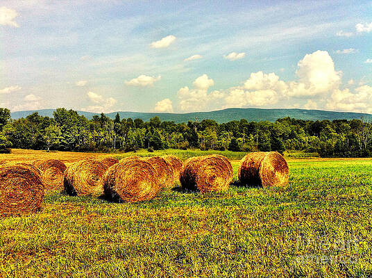 Tree Wall Art featuring the photograph Beautiful Bales by Onedayoneimage Photography