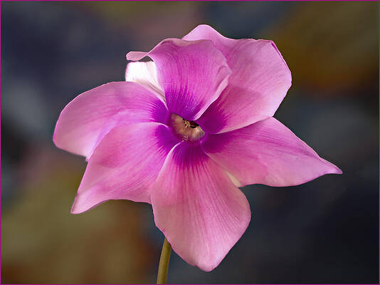 Beautiful Photograph - Beautiful Pink Cyclamen by Jean Noren
