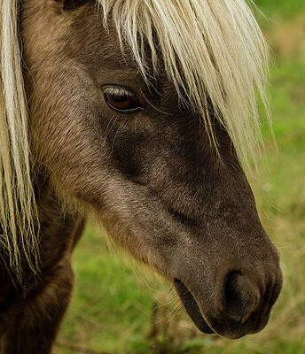 Beautiful Photograph - Beautiful Pony Face by Jean Noren
