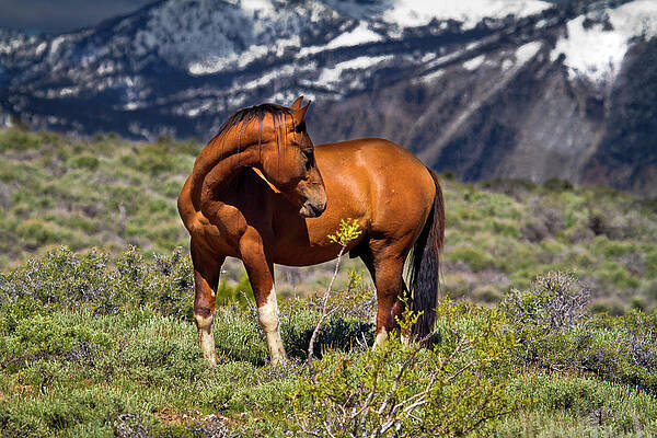 Wild Photograph - Beautiful Wild Mustang Horse by Waterdancer