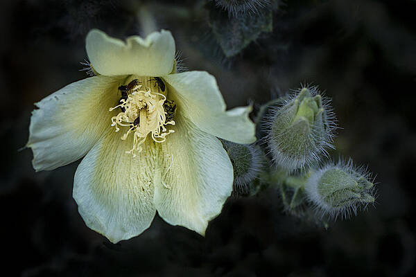 Wild Wall Art featuring the photograph Beauty In The Desert by Jean Noren