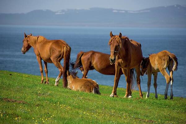 Wildlife Wall Art featuring the photograph Beauty Of Wildlife And Nature by Robert Grac