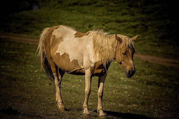 Wildlife Wall Art featuring the photograph Beauty Of Wildlife by Robert Grac