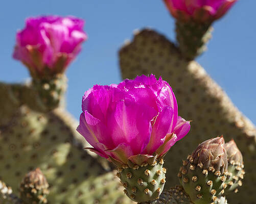 Vibrant Cactus Bloom in Desert Wall Art