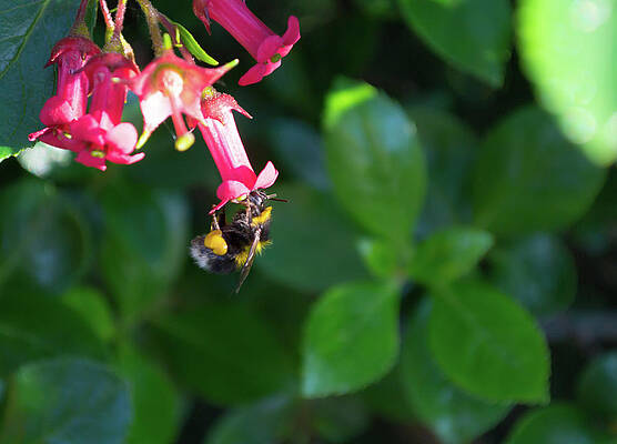 Wild Photograph - Bee Gathering Nectar by Scott Lyons