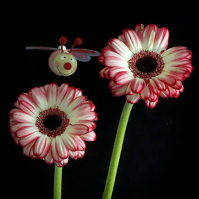 Spring Wall Art featuring the photograph Bee Happy by Shirley Mitchell