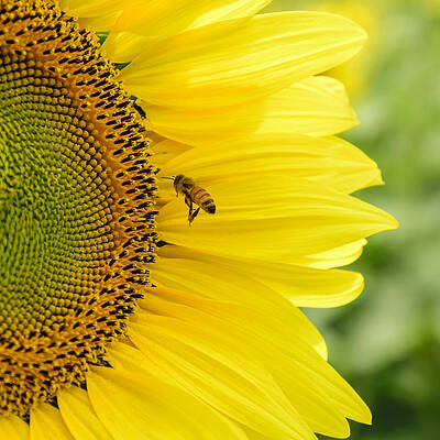 Wall Art featuring the photograph Bee Happy by Steve L'Italien