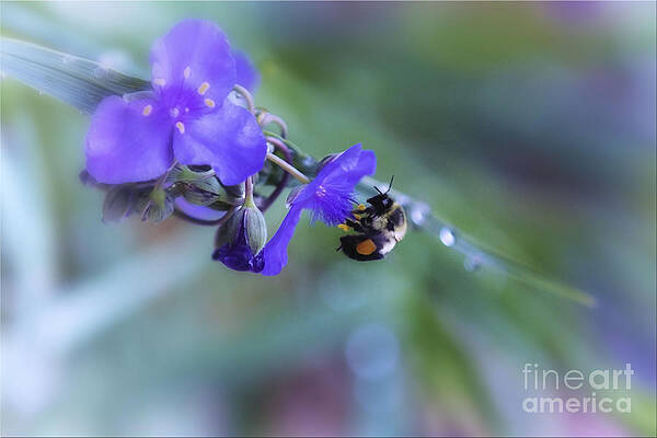 Wall Art featuring the photograph Bee Harmony by Mary Lou Chmura