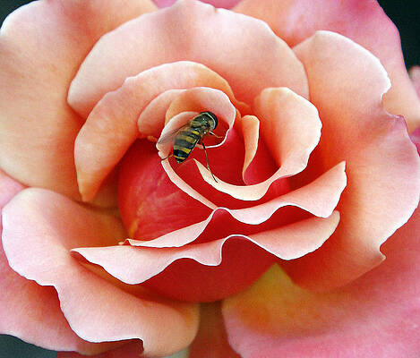 Background Photograph - Bee On Rose by Gina Fitzhugh