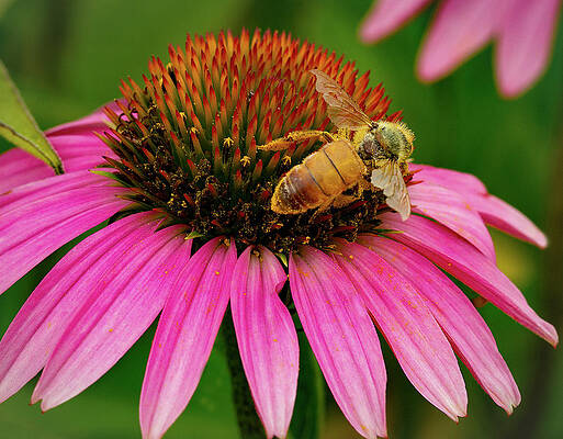 Nature Photograph - Bee Pollinating Echinacea by Jean Noren