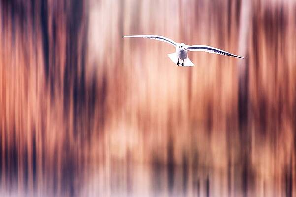 Photograph - Behind The Trees 2 by Jaroslav Buna