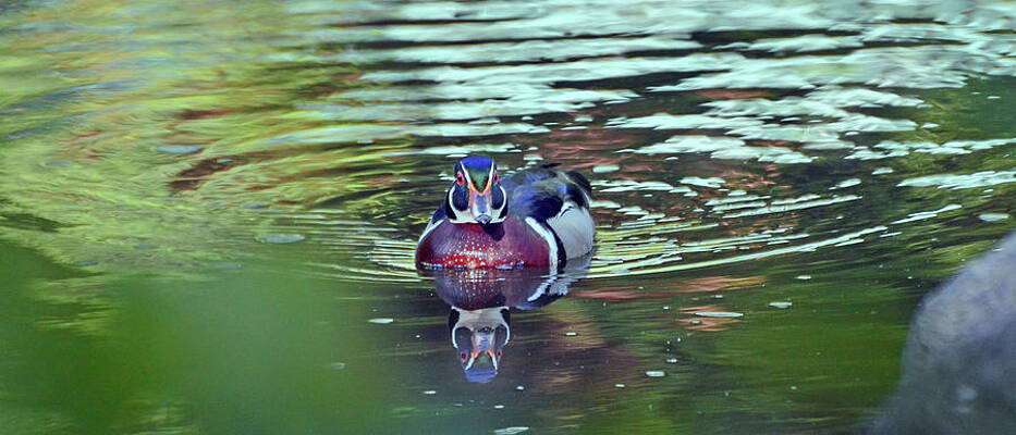 Nature Wall Art featuring the photograph Behold The Duck by La Dolce Vita