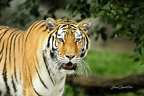 Wall Art featuring the photograph Bengal Tiger by Joann Copeland-Paul