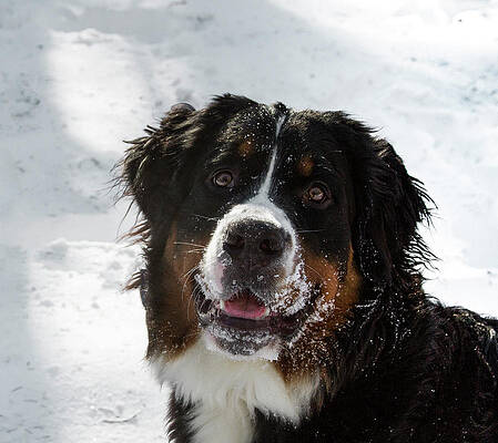 Nature Photograph - Bernese Mt Dog by Jean Noren