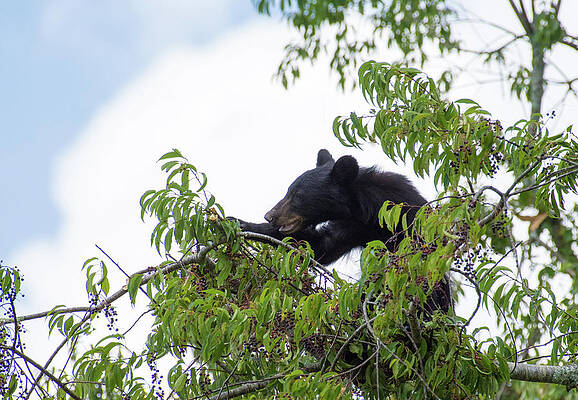 Wildlife Wall Art featuring the photograph Berry Good Tree by Gary Wightman
