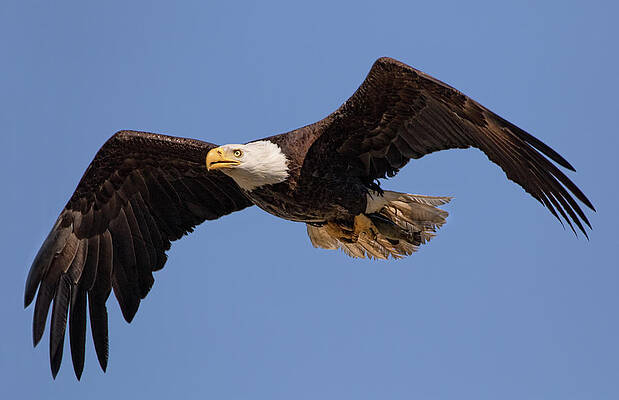 Sky Photograph - Big Eagle by Beth Sargent