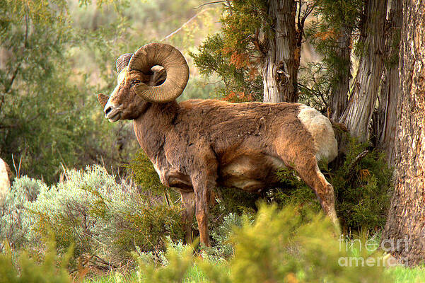 Wilderness Wall Art featuring the photograph Bighorn In The Lamar Valley Forest by Adam Jewell