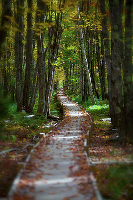 Wall Art featuring the photograph Birch Path 2 by Alberto Audisio