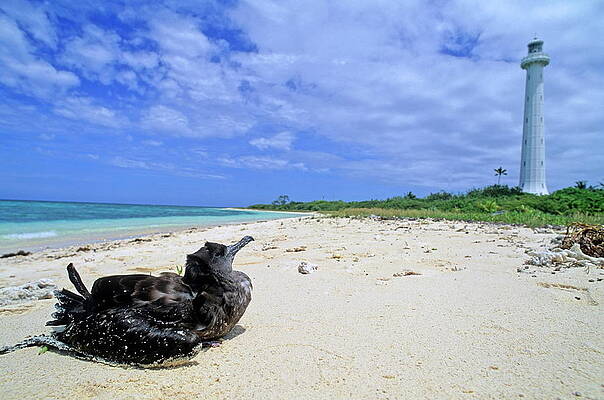 Animal Wall Art featuring the photograph Bird Sitting On The White Sand by Sami Sarkis Photography