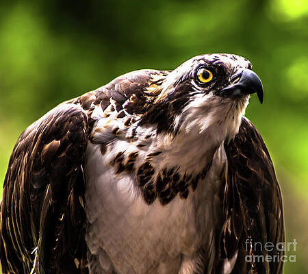 Wall Art featuring the photograph Birds Of Prey Sonoma County by Blake Webster