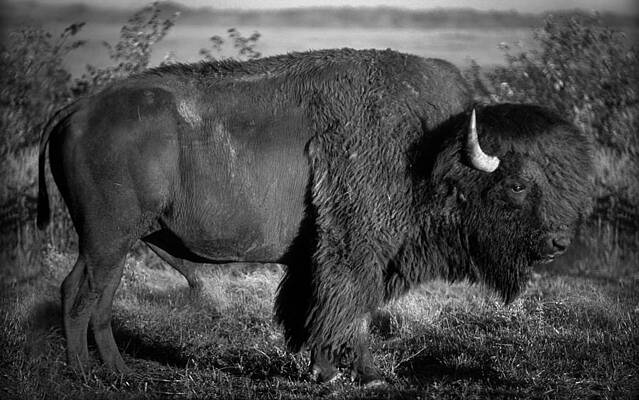 Missouri Wall Art featuring the photograph Bison Bull by Jeff Phillippi