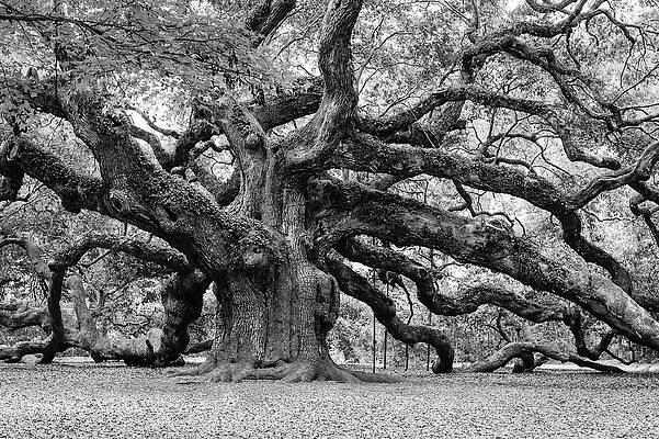 Black and White Angel Oak Tree by Louis Dallara