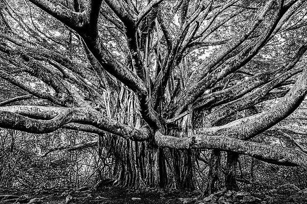 Majestic Banyan Tree Photograph