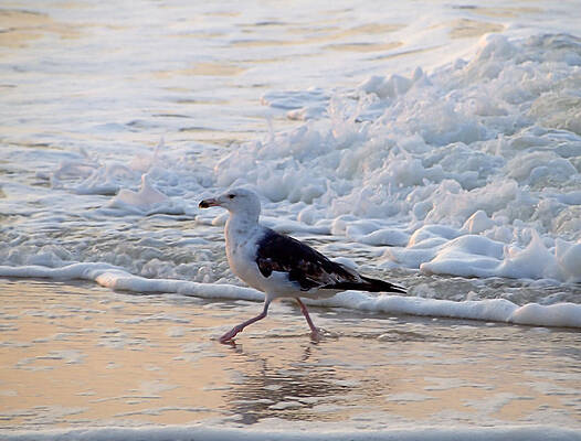 Card Wall Art featuring the photograph Black-backed Gull by Robert Newman