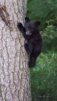 Wildlife Photograph - Black Bear Cub In Tree 9525 by Dan Beauvais