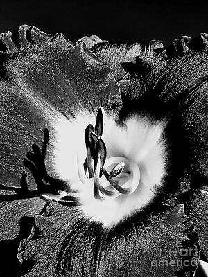 Nature Photograph - Black Beauty by Onedayoneimage Photography