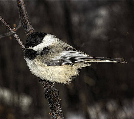 Black-Capped Chickadee by Fred Denner