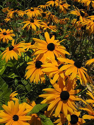 California Wall Art featuring the photograph Black Eye Susan's by C Thomas Cooney