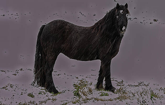 Wild Photograph - Black Horse In The Snow by Scott Lyons