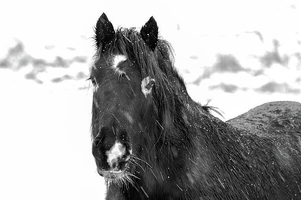 Wild Photograph - Black Horse Staring In The Snow Black And White by Scott Lyons