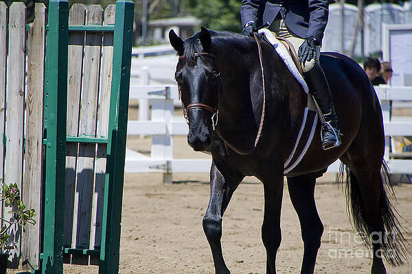 Horse Photograph - Black Morgan Horse Hunter Jumper by Waterdancer