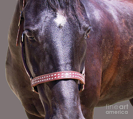 Horse Photograph - Black Morgan Horse by Waterdancer