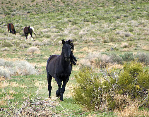 Wildlife Wall Art featuring the photograph Black Mustang Stallion Running by Waterdancer