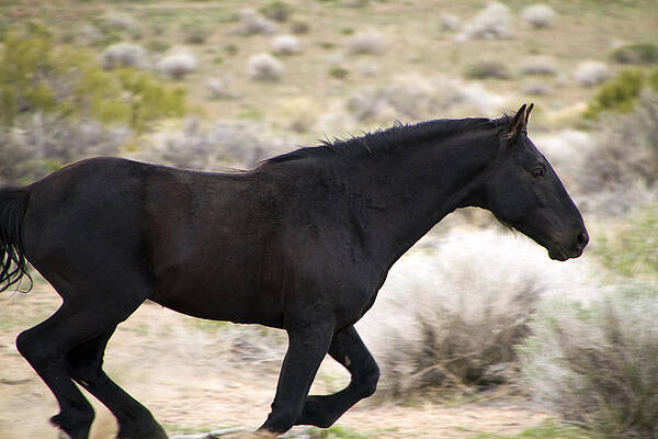 Wildlife Wall Art featuring the photograph Black Mustang Stallion Running Like The Wind. by Waterdancer