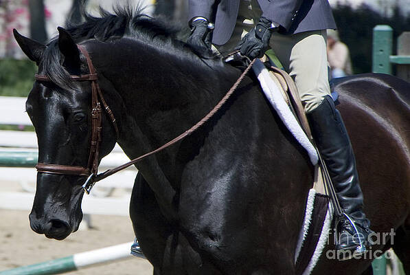 Horse Photograph - Black Show Horse by Waterdancer