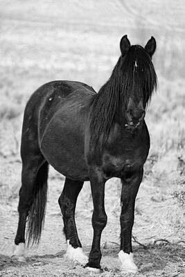 Wild Photograph - Black Wild Mustang Stallion by Waterdancer