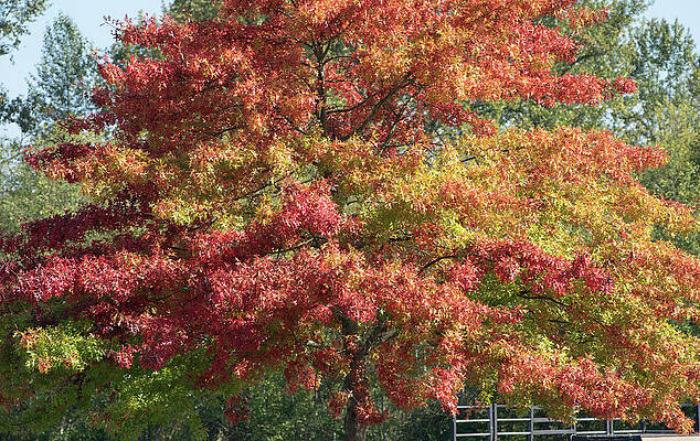 Fall Wall Art featuring the photograph Blazing Tree In Hillcrest Park by Tom Cochran