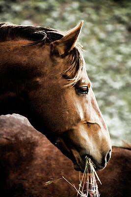 Wild Photograph - Blonde Mustang Horse by Waterdancer