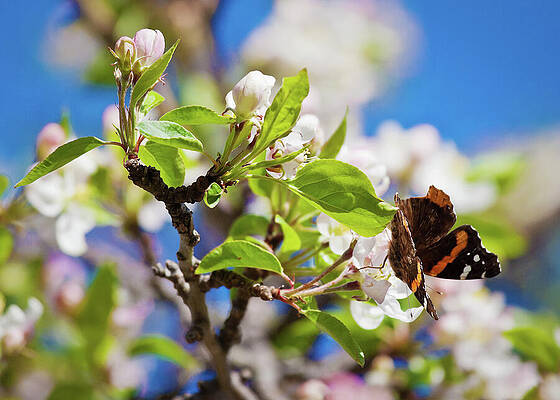 Canada Wall Art featuring the photograph Blossoms And Butterfly by Tatiana Travelways
