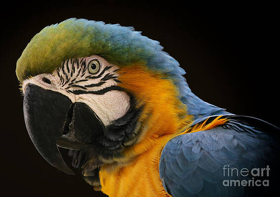 Wall Art featuring the photograph Blue And Gold Macaw by Mary Lou Chmura