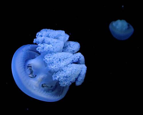 Wildlife Wall Art featuring the photograph Blue Australian Jelly by KJ Swan