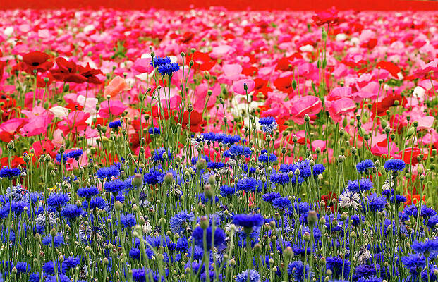 Beautiful Photograph - Blue Button Standout by Jean Noren